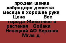продам щенка лабрадора девочка 2 месяца в хорошие руки › Цена ­ 8 000 - Все города Животные и растения » Собаки   . Ненецкий АО,Верхняя Мгла д.
